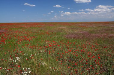 Spring steppe clipart