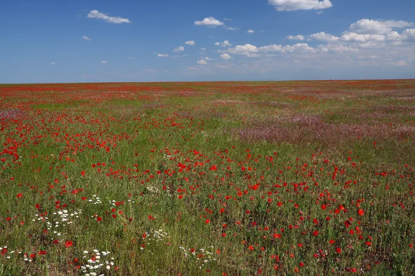 Spring steppe — Stock Photo, Image