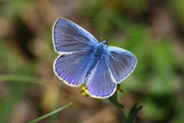 Blue day butterfly — Stock Photo, Image