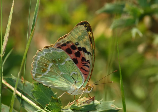 Dzień motyl wśród roślinności — Zdjęcie stockowe
