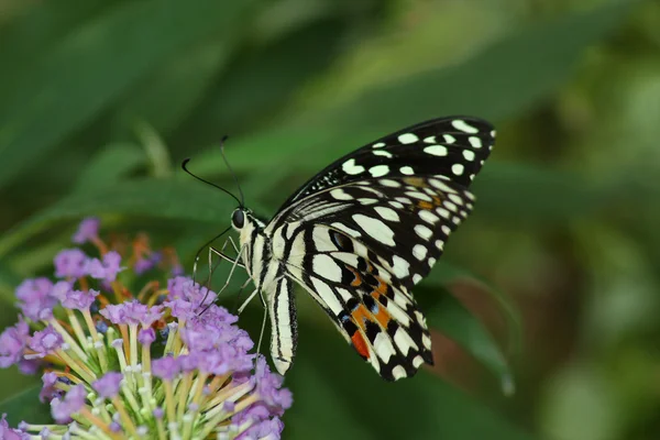 Farfalla tropicale di giorno — Foto Stock