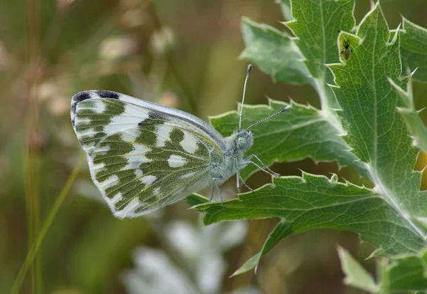 День бабочки (Pontia daplidice ) — стоковое фото