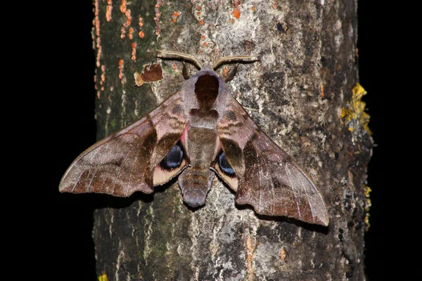 Night hawk moth (Smerinthus ocellatus) — Stock Photo, Image