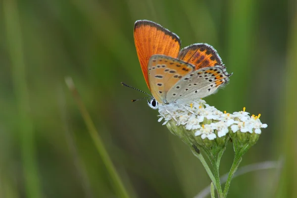 Denní motýl (Heodes dispar) — Stock fotografie