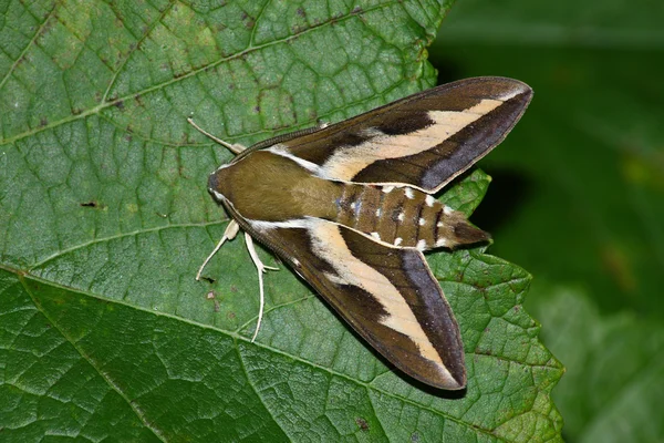 Night hawk moth (Hyles gallii) — Stockfoto