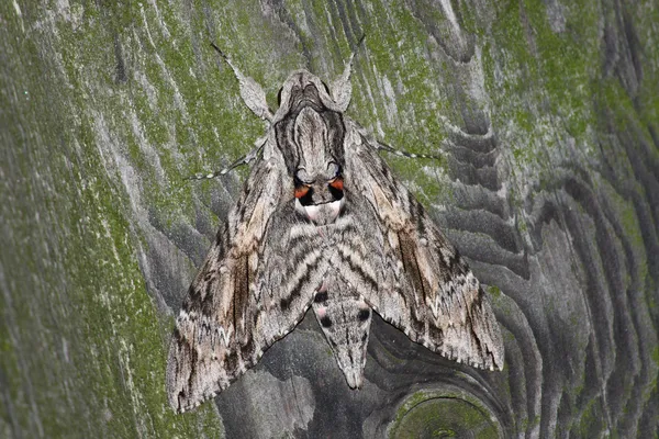 Groot hawk moth (Sphinx convolvuli) — Stockfoto