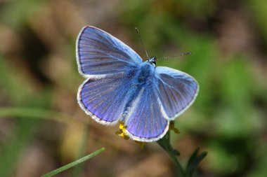 Blue day butterfly clipart