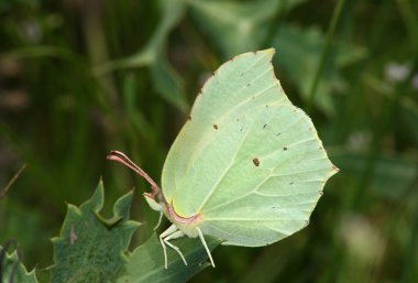 Gün limon kelebek (Gonopteryx rhamni)