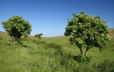 ağaçlar grubu