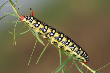 Hawkmoth caterpillar (Hyles euphorbiae) clipart