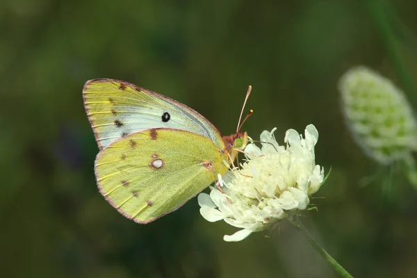 Day butterfly (Colias hyale) — Stock Photo, Image