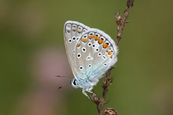 Farfalla di giorno (Lycaena icarus ) — Foto Stock