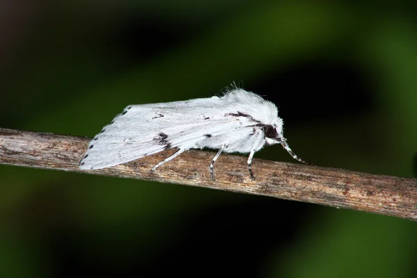 Natt moth — Stockfoto