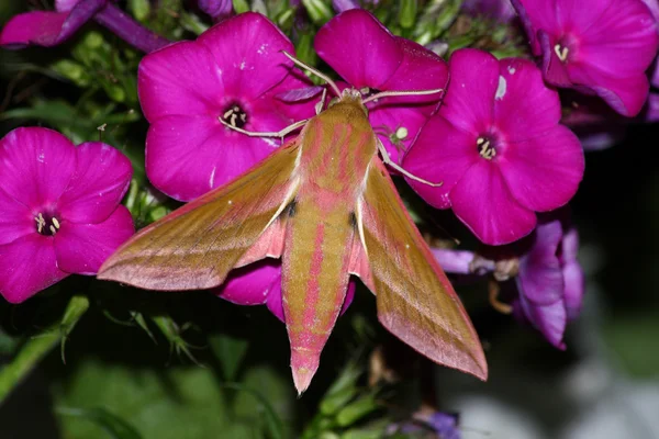 Pink hawk moth (Deilephila elpenor) — Stock Photo, Image
