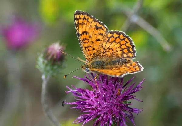 Tagrothaariger Schmetterling — Stockfoto