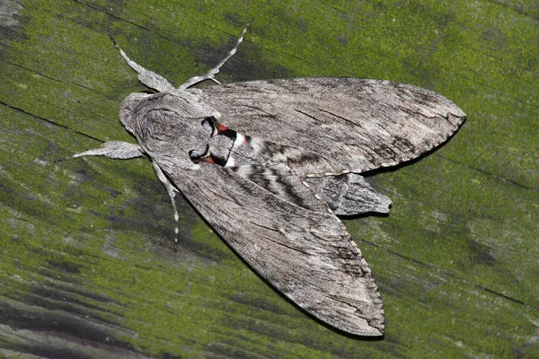 Night hawk moth (Sphinx convolvuli) — Stockfoto