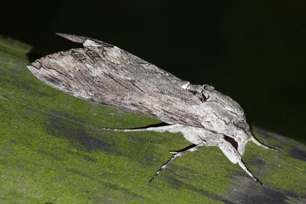 Nacht hawk moth (Sphinx convolvuli) — Stockfoto