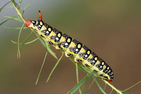Hawkmoth caterpillar (Hyles euphorbiae) — Stock Photo, Image