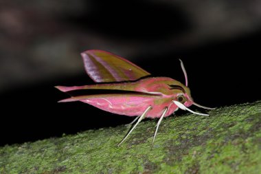 Hawkmoth (Deilephila elpenor)