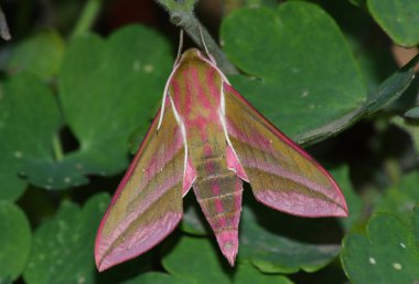 Hawkmoth (Deilephila elpenor)