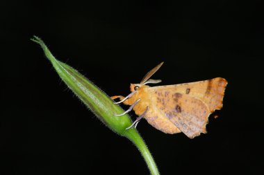 Gece güve (Geometrida ssp.)