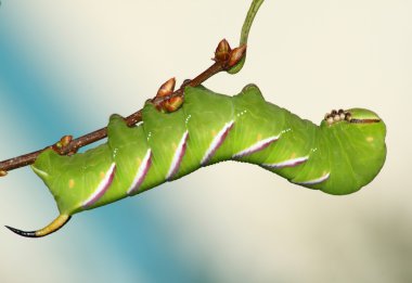 Hawkmoth caterpillar (Sfenks ligustri)