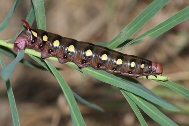 Hawkmoth caterpillar (Hyles gallii)