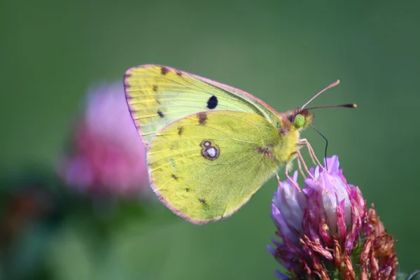Day butterfly (Colias hyale) — Stock Photo, Image