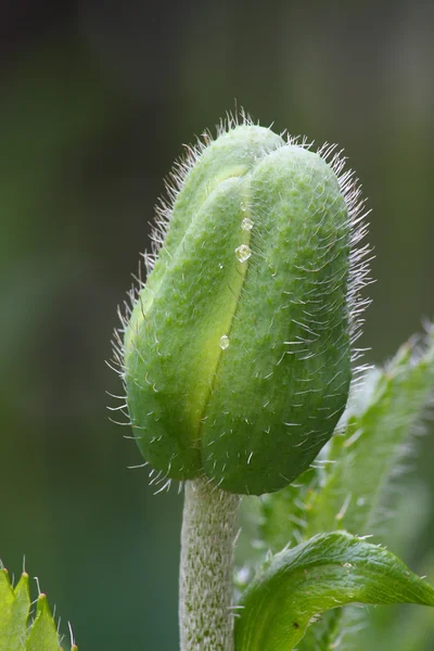 stock image Green poppy head