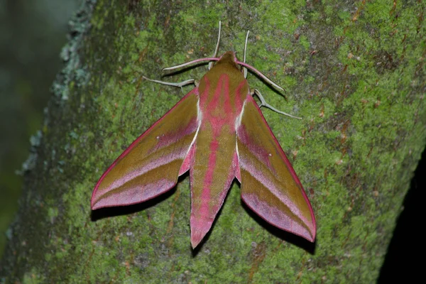 Hawk moth (Deilephila elpenor) — Stockfoto