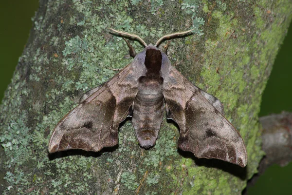 Hawk moth (Smerinthus ocellatus) — Stock Photo, Image