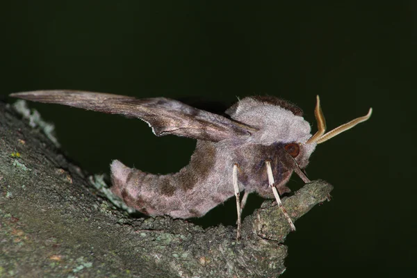 Hawk moth (Smerinthus ocellatus) — Stockfoto
