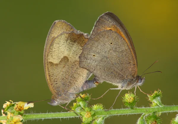 Пара бабочек (Satyrus ssp .) — стоковое фото