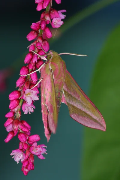 Roze vlinders (Deilephila elpenor) — Stockfoto
