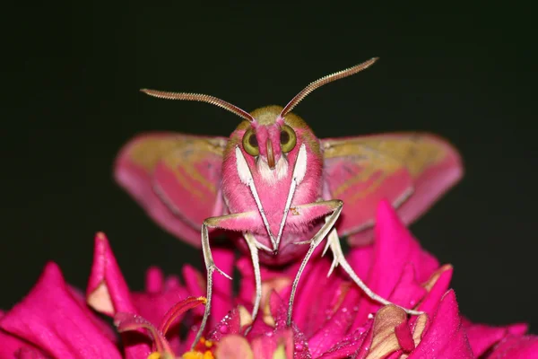 Stående fjäril (Deilephila elpenor) — Stockfoto