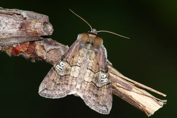 Motyl nocny — Zdjęcie stockowe