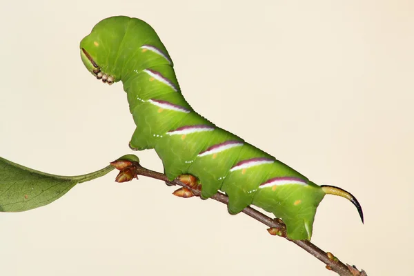 Hawkmoth caterpillar (Sphinx ligustri) — Stock Photo, Image