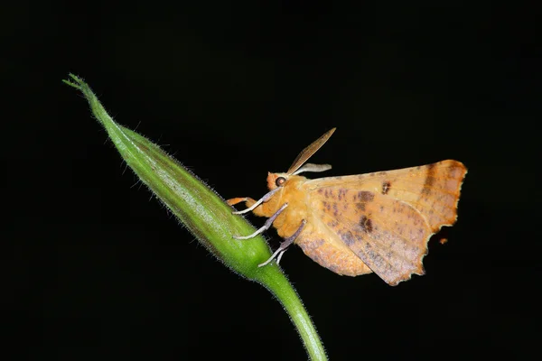 Natt moth (Geometrida ssp.) — Stockfoto