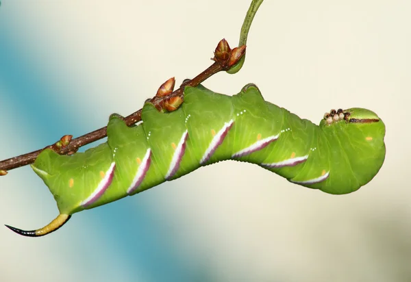 Hawkmoth caterpillar (Sphinx ligustri) — Stock Photo, Image