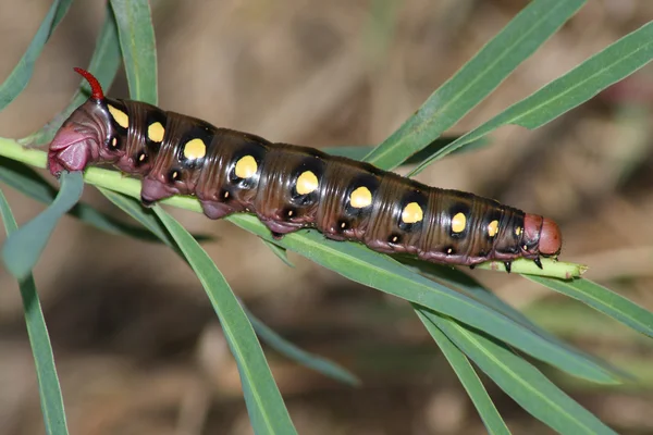 Hawkmoth caterpillar (Hyles gallii) — Stock Photo, Image