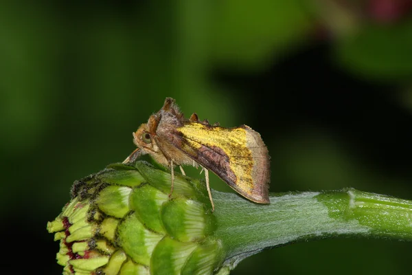 Natt moth — Stockfoto