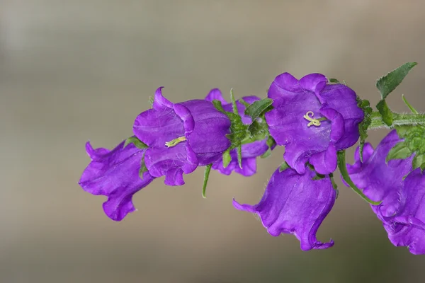 Ramo dos sinos violetas — Fotografia de Stock