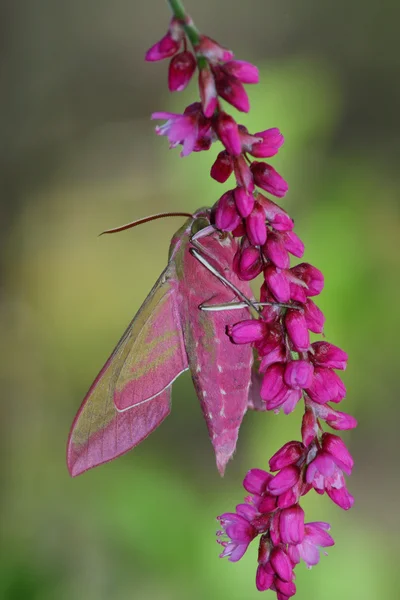 Ροζ hawkmoth (Deilephila Ελπήνωρ) Εικόνα Αρχείου