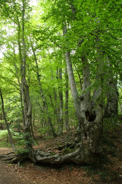Dağ kayın ormanı Stok Fotoğraf