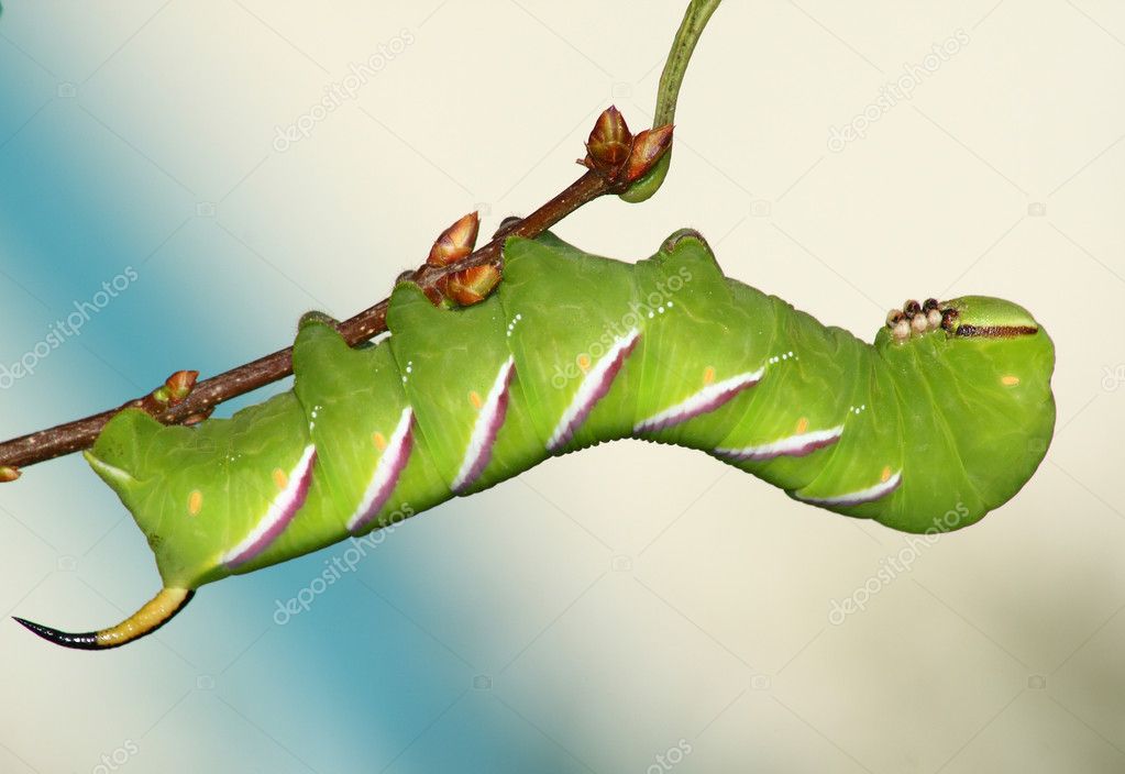 Hawkmoth caterpillar (Sphinx ligustri)