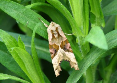 Night moth (Noctua ssp.) clipart