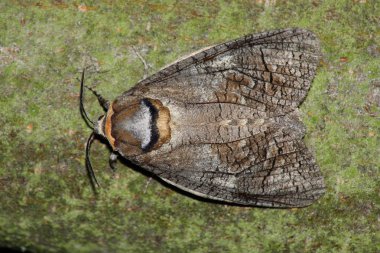 Big hawkmoth (Cossus cossus) clipart