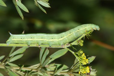 Sphinx caterpillar(Macroglossum) clipart