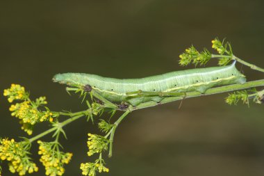 Sphinx caterpillar (Macroglossum) clipart