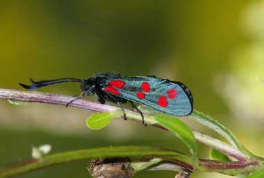 Gün güve (Zugaena ssp.)